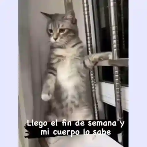 Llego el fin de semana y mi cuerpo lo sabe