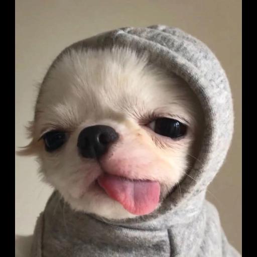 chinga tu madre