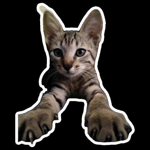 mis estiker