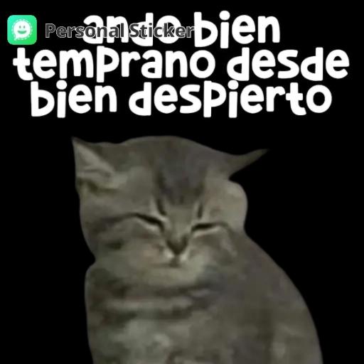 gatos 