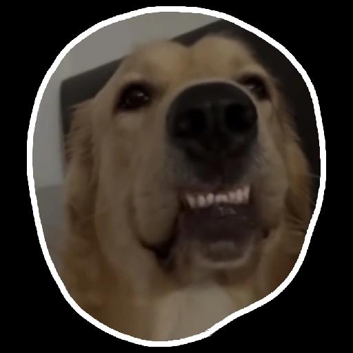 Perros 