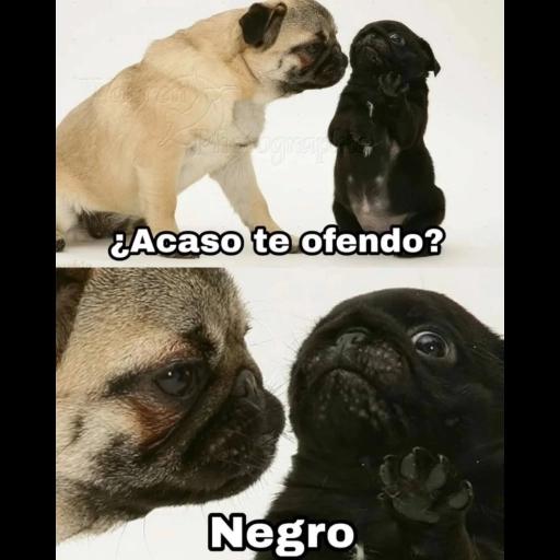 Alexa dile q no mame