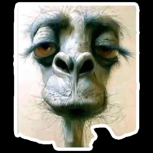 APASIH NI
ВОСАН