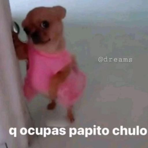 Te amó, mi pedacito de estrés