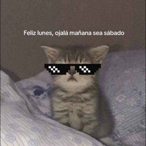 #GUÍA DE SUPERVIVENCIA PARA EL LUNES#