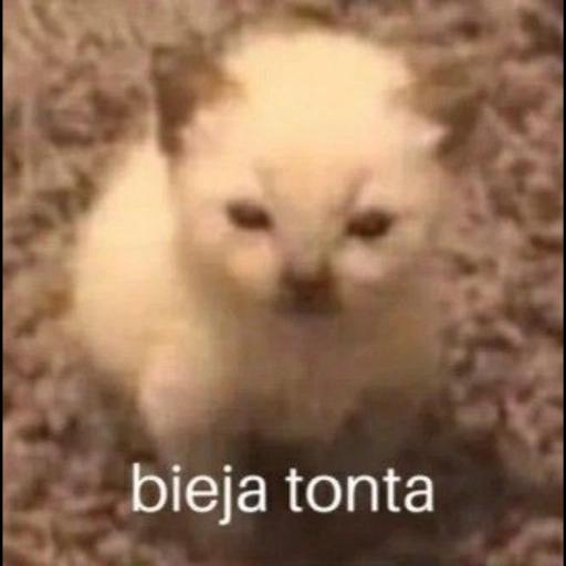 tiernos