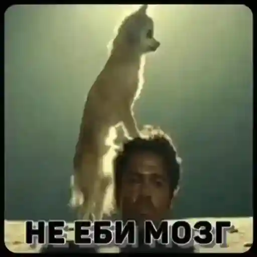 спишь?