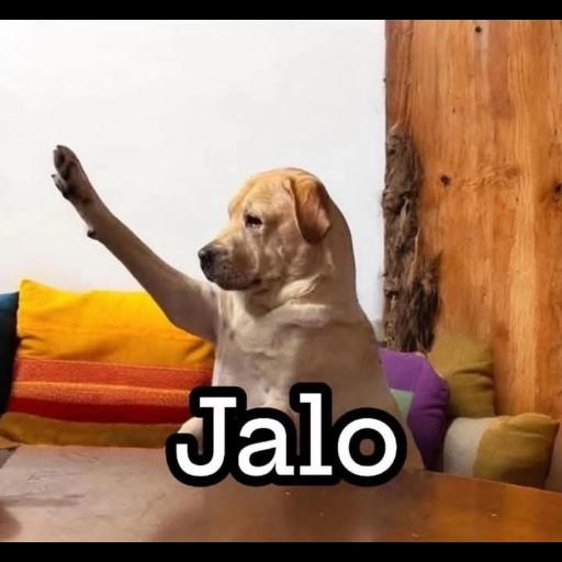 Jalo