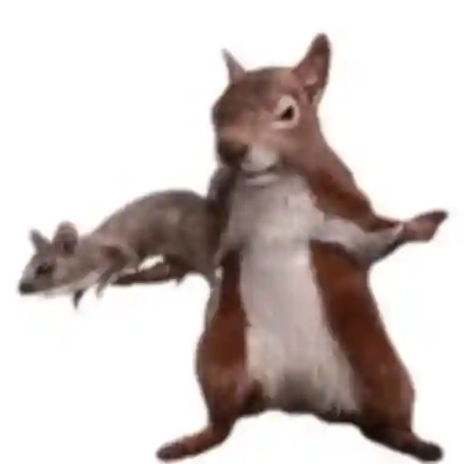 dancing squirrel
