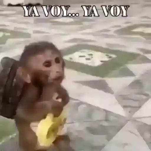                              Monkey🙊🍌TOP STICKERS