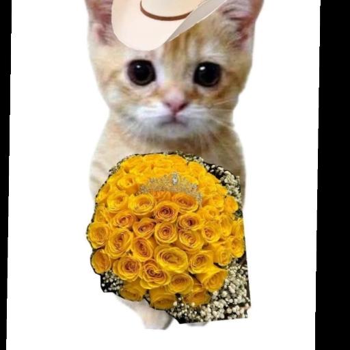 serenata
