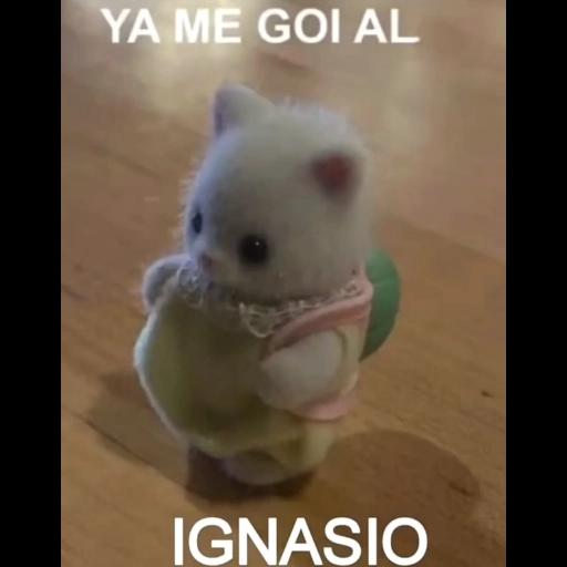 YA ME GOI AL IGNASIO