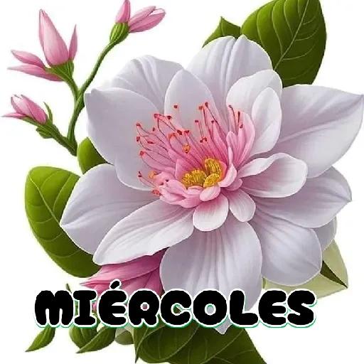  MIÉRCOLES 