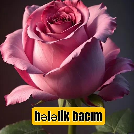 Gözəl Bacım