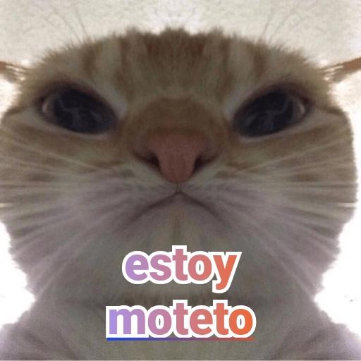 memes