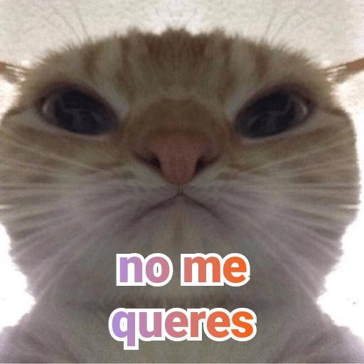 memes