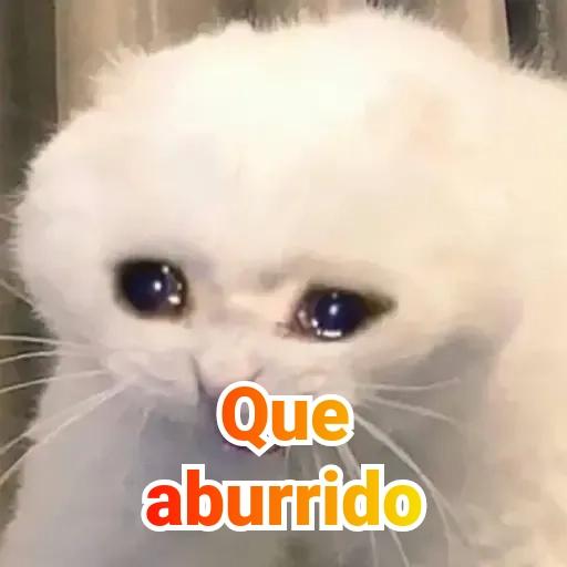 memes