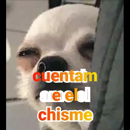 memes