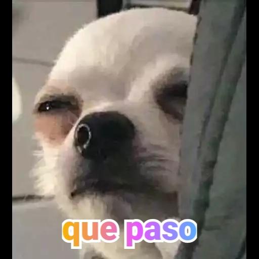 memes