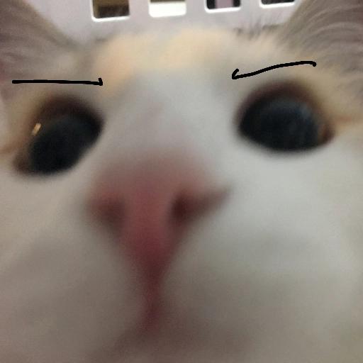 cats :)