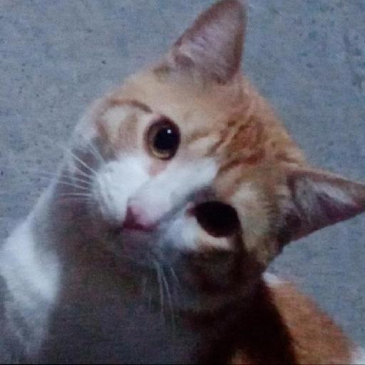 gatos gayy