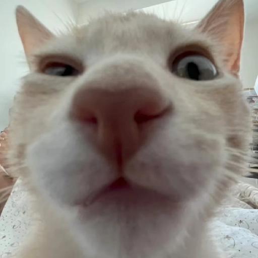 gatos gayy