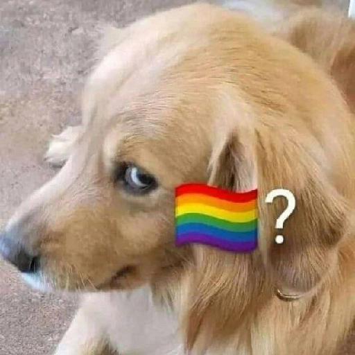 gatos gayy