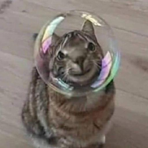 gatos gayy