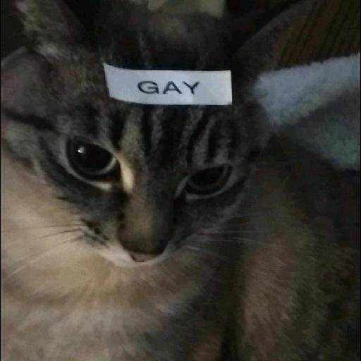 gatos gayy