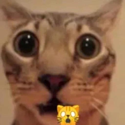 gatos gayy