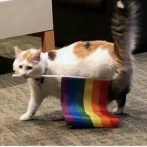 gatos gayy