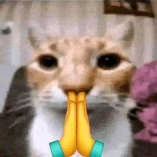 gatos gayy