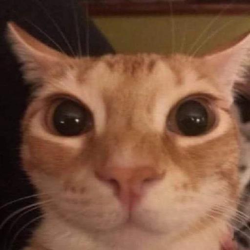 gatos gayy