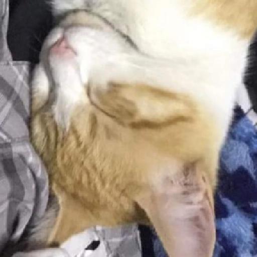 gatos gayy
