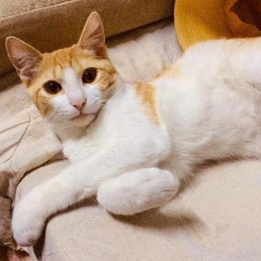 gatos gayy