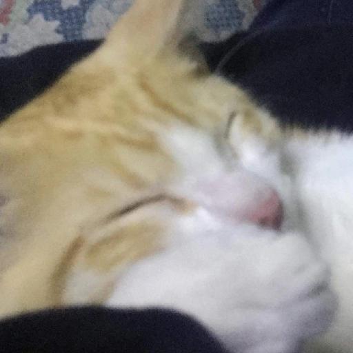 gatos gayy