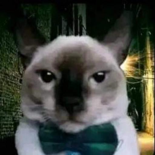 gatos 👍🏻
