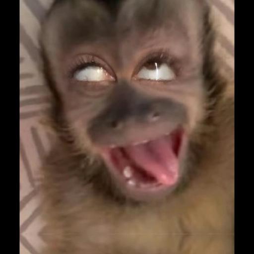 ¡Tu chat no puede estar sin estos stickers!