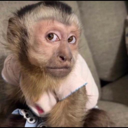 ¡Tu chat no puede estar sin estos stickers!