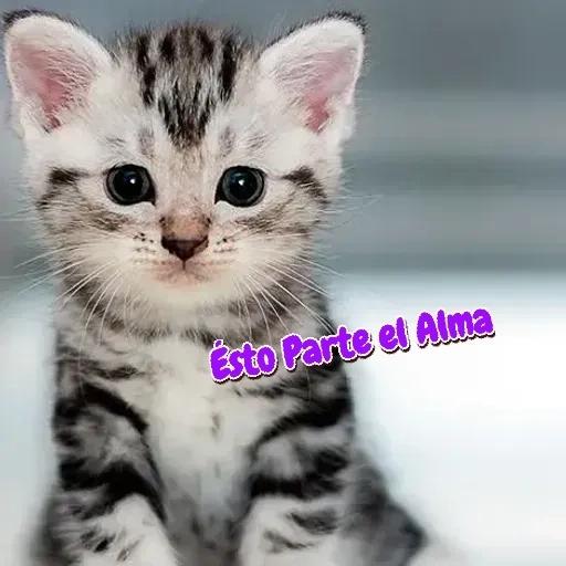 pegatinas 