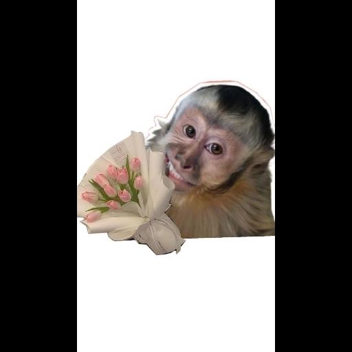 monos xd