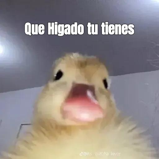 pegatinas 
