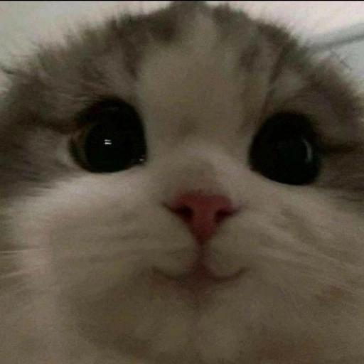 gatitos
