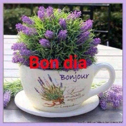 buen dia