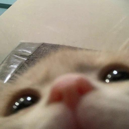 gatitos