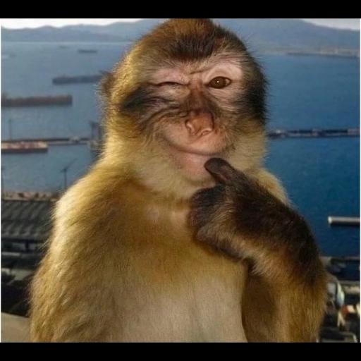 ¡Tu chat no puede estar sin estos stickers!