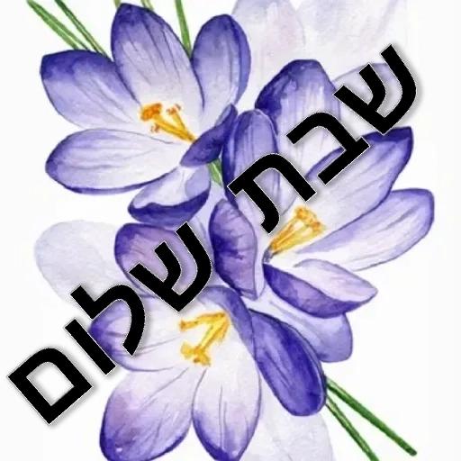 שבת שלום