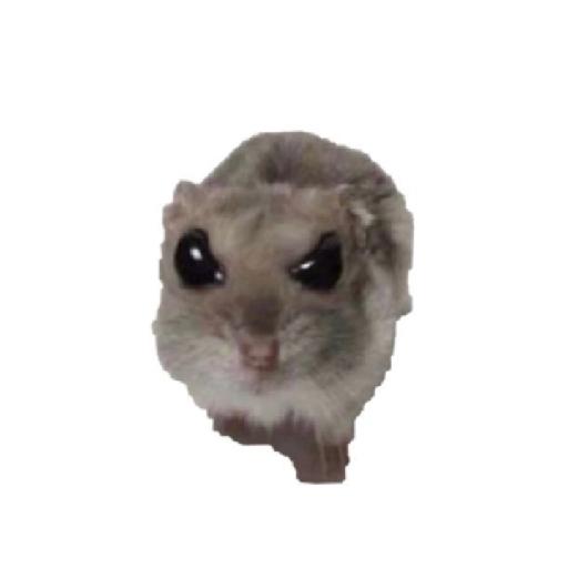 Sad Hamster