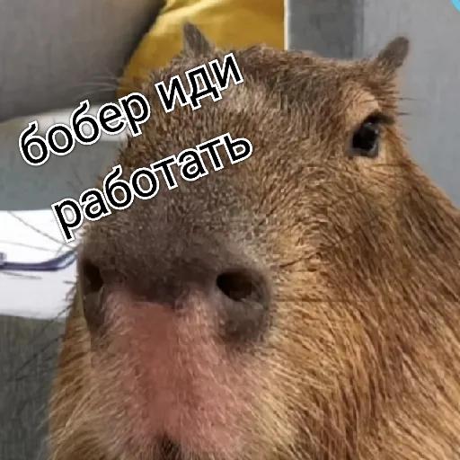 Удачного дня