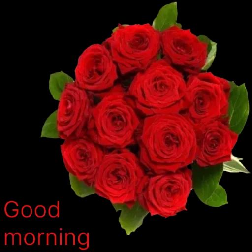 good morning, a rose for u